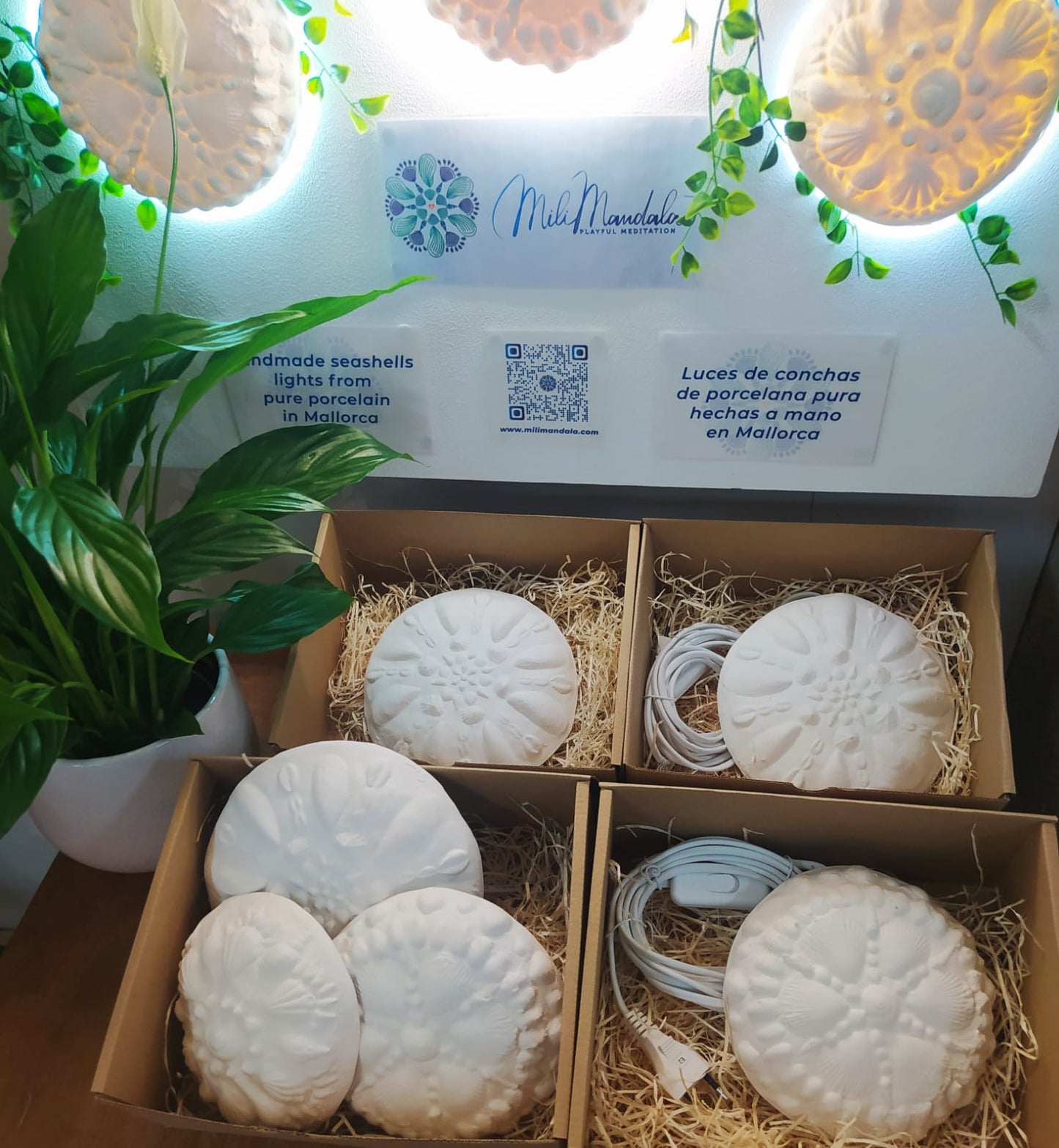 PACKAGE of 3 Handmade Seashells Mood Lights