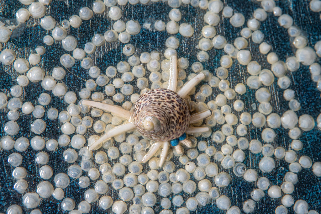 Wealthy Spider Mandala